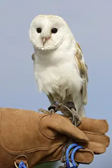 Drucke von Falkehalter mit Waldsperling Schleiereule Drucke: Falkner mit Eulenbussard