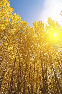 Deciduous Tree Photography Drucke: Fall Aspen Trees with filtered sunlight