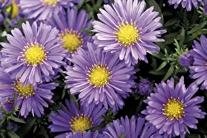 Empty Studio Background Photos Drucke: Fall asters (Aster)