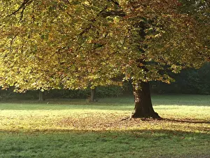 Autumnal Landscape Photography Drucke: Fall atmosphere