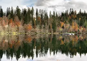 Central Europe Fall Colors Drucke: Fall color forest