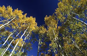 Fall Foliage Drucke: Fall coloured aspen trees in the Wasatch Range