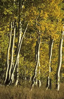 Fall Foliage Drucke: Fall coloured aspen trees in the Wasatch Range