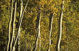 Colourful Autumn Landscapes Drucke: Fall coloured aspen trees in the Wasatch Range