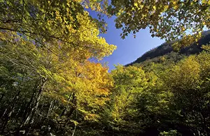 Indian Summer Nature Scene Drucke: Fall coloured forest at Smugglers Notch