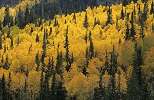 Red Coloured Foliage Drucke: Fall coloured forest in the Wasatch Range