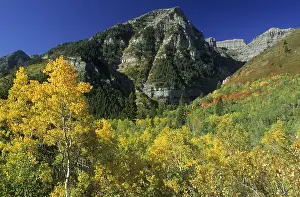 Colorful Autumn Leaves Drucke: Fall coloured forest in the Wasatch Range
