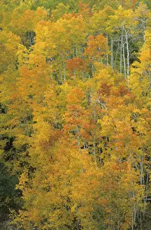 Drucke von Herbstfarbenwald in der Wasatch Range, Alpine Loop, Utah, USA Utah Drucke: Herbstfarbener Wald in der Wasatch Range.