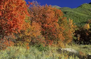 Colourful Autumn Landscapes Drucke: Fall coloured maple trees in the Wasatch Range