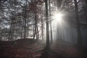 Autumn Forest Germany Drucke: Fall image with a shadowed forest