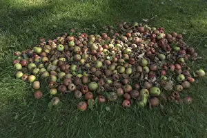 Fallen Fruit Drucke: Fallen fruit, apple tree (Malus) on the lawn