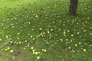 Central Europe Parks Drucke: Fallen fruit, apple tree (Malus) on the lawn