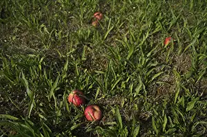 Fruit Growing In Southern Germany Drucke: Fallen fruit, apple tree, red apples