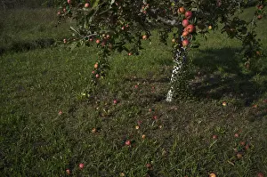 Central European Deciduous Trees Drucke: Fallen fruit, apple tree, red apples