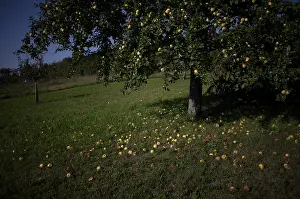 German Agricultural Landscape Drucke: Fallen fruit, apple tree, yellow apples