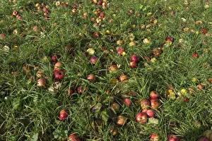 Fallen Fruit Germany Drucke: Fallen fruit in grass, apples (Malus)