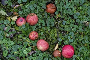 Deserted Orchard Scenes Drucke: Fallen fruit in the grass, red apples