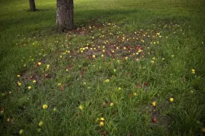Fallen Fruit Drucke: Fallen fruit, rotten apples lying on the ground