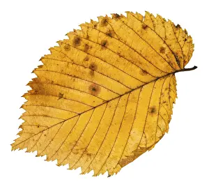 Deciduous Tree Leaf Drucke: Fallen leaf of elm tree isolated on white background