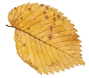 Isolated Elm Tree Leaf Drucke: Back side of fallen leaf of elm tree isolated on white background