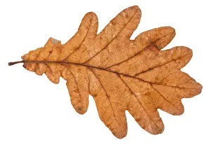 Plain Colored Background For Text Drucke: Back side of fallen leaf of oak tree isolated on white background