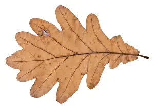 Studio Shot Of Oak Leaf Drucke: Fallen leaf of oak tree isolated on white background