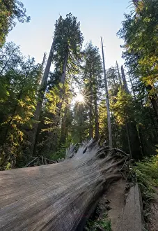 Giant Rainforest Tree Drucke: Fallen sequoia (Sequoia sempervirens)