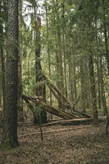 No People In Austria Drucke: Fallen tree, Blockheide, Lower Austria, Austria