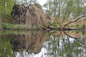 Tree Reflection In Water Drucke: Fallen tree and grass reflected in water