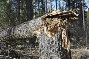 Symbolic Tree Picture Drucke: Fallen tree due to storm damage