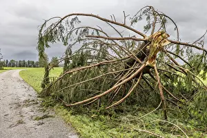 Stormy Atmosphere Europe Drucke: Fallen tree after a thunderstorm and storm