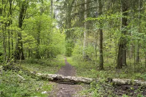 Deciduous Tree Trunk Drucke: Fallen tree trunk on a forest trail