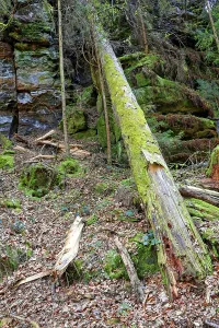 Elbe Sandstone Mountains Landscape Drucke: Fallen tree, windbreak, Uttewalder Grund