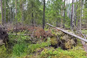 Russian Countryside Scenery Drucke: Fallen trees in the forest