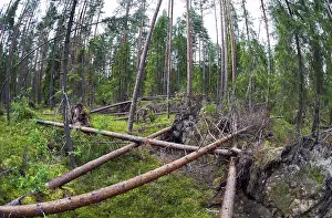 Russian Nature Photography Drucke: Fallen trees in the forest