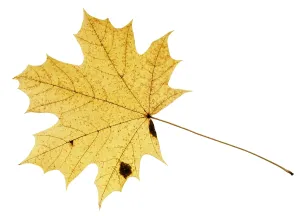 Plain White Background Photography Drucke: Fallen yellow leaf of acer tree isolated on white background