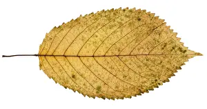 Bright White Background Drucke: Fallen yellow leaf of prunus tree isolated on white background