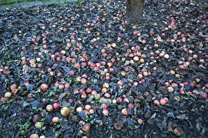 Central Europe Deciduous Trees Drucke: Falling fruit, apples (Malus) in leaves under a Apple tree