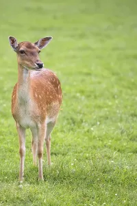 Wildlife Portrait Photography Drucke: Fallow deer in a clearing