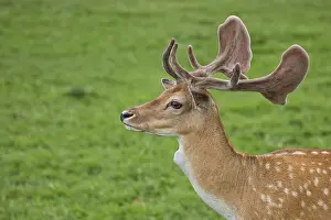Male Fallow Deer Image Drucke: Fallow deer in a clearing, a portrait