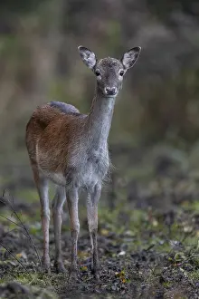 European Fallow Deer Drucke: A fallow deer (Dama dama)