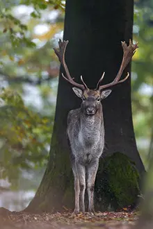 Fallow Deer Behavior Drucke: A fallow deer (Dama dama) in the beech forest