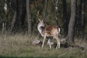 Fallow Deer In Forest Drucke: Fallow deer, Dama dama, in the forest