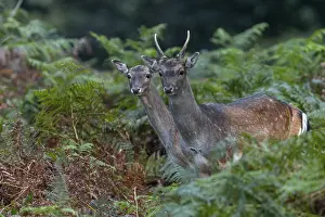 European Fallow Deer Drucke: While the fallow deer (Dama dama) loses interest