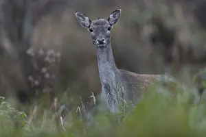 Deer In Germany Drucke: Although the fallow deer (Dama dama) has already passed me