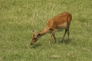 Old World Deer Habitat Drucke: Fallow deer, fallow deer, Cervus dama