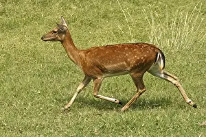 Fallow Deer Drucke: Fallow deer, fallow deer, Cervus dama