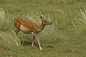 Mammalian Wildlife Drucke: Fallow deer, fallow deer, Cervus dama