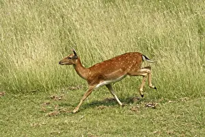 Fallow Deer Wildlife Drucke: Fallow deer, fallow deer, Cervus dama