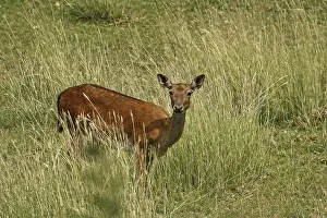 Mammalian Wildlife Drucke: Fallow deer, fallow deer, Cervus dama